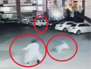 Diyarbakır’da Sokak Köpeği Anne ve Çocuğuna Saldırdı