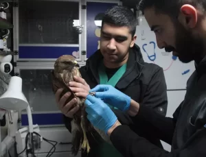 Donmak Üzereki Atmaca Kurtarıldı