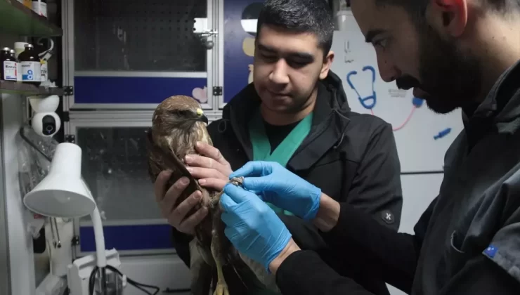 Donmak Üzereki Atmaca Kurtarıldı