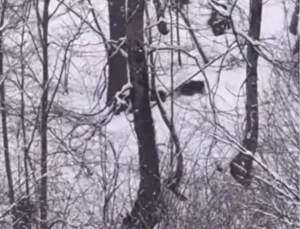 Düzce’de Off-Road Tutarları Ayı ve Yavrularını Görüntüledi