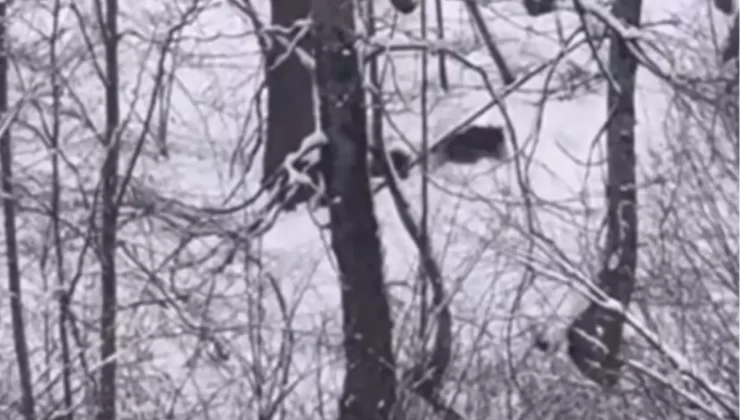 Düzce’de Off-Road Tutarları Ayı ve Yavrularını Görüntüledi