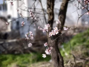 Edirne’de Hava Sıcaklıkları Mevsim Normallerinin Üzerinde, Ağaçlar Çiçek Açtı