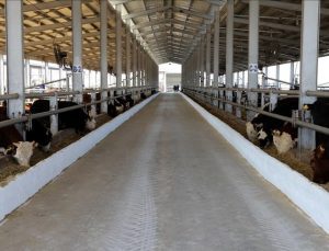 Elazığ’da üç ilçede şap karantinası başlatıldı