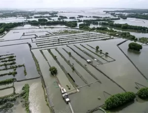 Endonezya’da Deniz Yosunu Hasadı