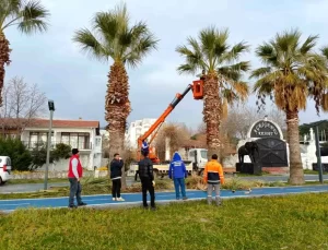Erdek’te Kırmızı Palmiye Böceği Tehdidi: 25 Ağaç Kurudu