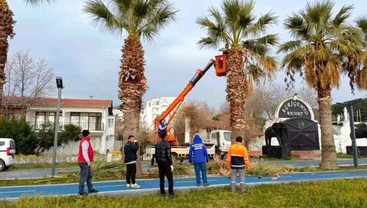 Erdek’te Kırmızı Palmiye Böceği Tehdidi: 25 Ağaç Kurudu