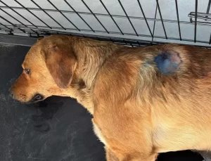 Erdek’te Sokak Köpeği Silahla Vuruldu, Jandarma Soruşturma Başlattı