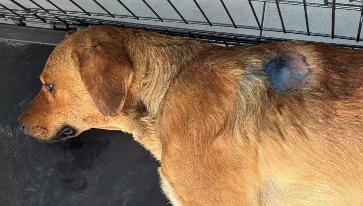 Erdek’te Sokak Köpeği Silahla Vuruldu, Jandarma Soruşturma Başlattı