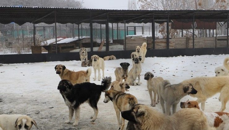 Erzincan’da köpek katliamı savı: Belediye çalışanları vazifeden uzaklaştırıldı