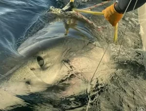 Florida’da şimdiye kadar yakalanan en büyük köpekbalığı tespit edildi
