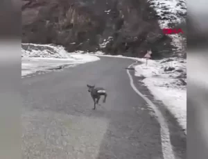 Giresun’da Yavru Karaca Karayoluna İndi