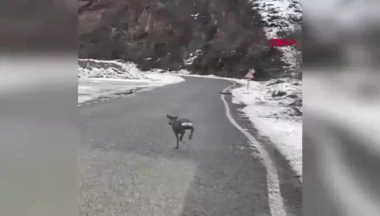 Giresun’da Yavru Karaca Karayoluna İndi