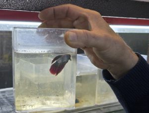 Halk arasında “beta” olarak biliniyor: Kavgacı balıklar ayrı bölümlerde tutuluyor