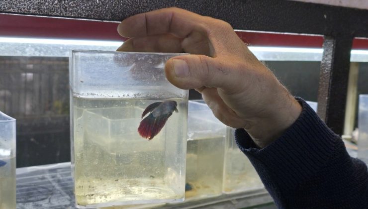 Halk arasında “beta” olarak biliniyor: Kavgacı balıklar ayrı bölümlerde tutuluyor