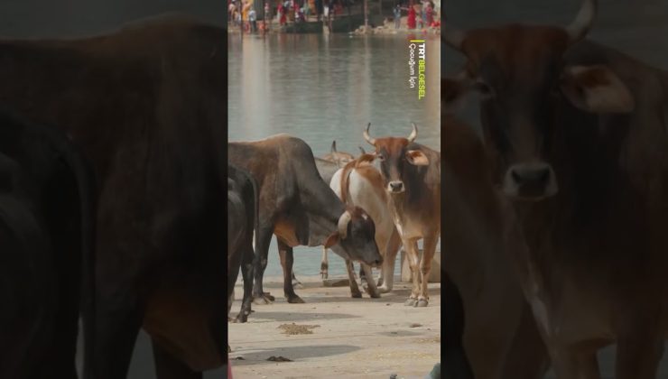 Hinduizm’de inek neden kutsaldır?