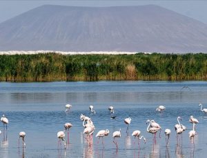 İbrahim Yumaklı: Türkiye’de 131 sulak alan müdafaa altında