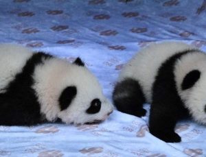 İkiz yavru pandalar, ziyaretçileriyle buluştu