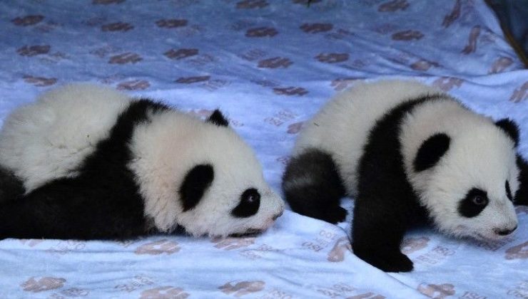 İkiz yavru pandalar, ziyaretçileriyle buluştu