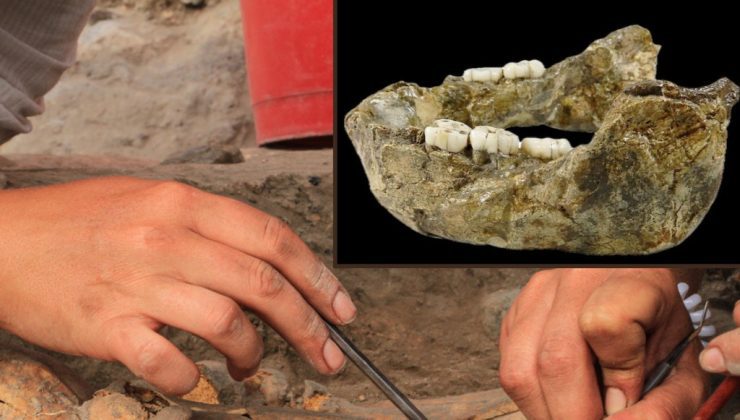 İnsanların bilinmeyen yeni akrabası: 1,4 milyon yıllık çene fosili