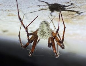 İrlanda’da yeni ‘zombi mantar’ keşfi: Örümcekleri denetim ediyor