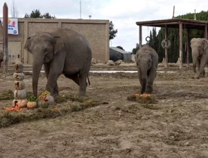 İzmir Doğal Yaşam Parkı’nda Fil İzmir’in 14. Yaş Günü Kutlandı