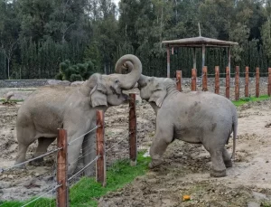 İzmir Fili’nin 14. Yaş Günü Kutlandı