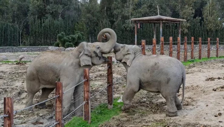 İzmir Fili’nin 14. Yaş Günü Kutlandı