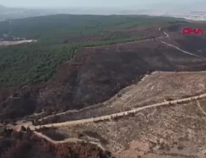 İzmir’de Orman Yangını Sonrası Ağaçlandırma Çalışmaları Hızla Devam Ediyor