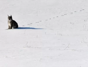 Kafkas Vaşağı Sarıkamış’ta Görüntülendi