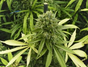 Kanada’da esrar kullanımına bağlı şizofreni vakaları arttı