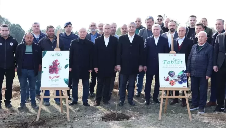 Karabük’te Sumak Fidanları Dikildi