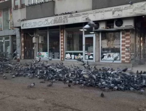 Kars’ta Güvercinlere Besleme Duyarlılığı