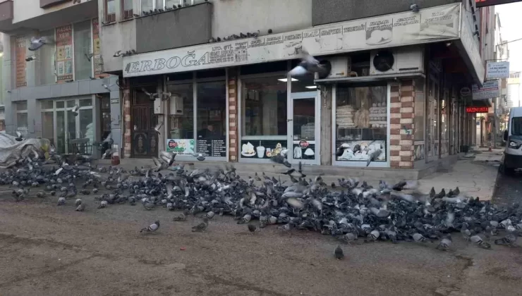 Kars’ta Güvercinlere Besleme Duyarlılığı