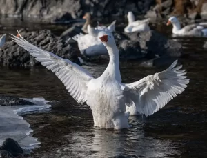 Kars’ta Kaz Kesim Hazırlıkları Hızlandı