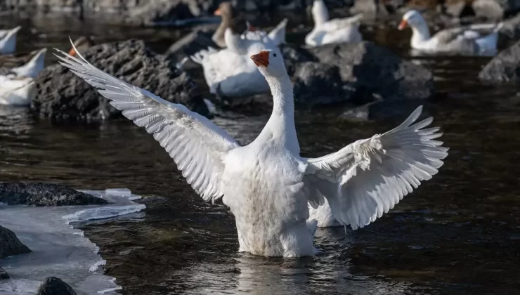 Kars’ta Kaz Kesim Hazırlıkları Hızlandı