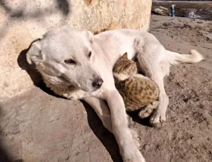 Kars’ta Kedi ve Köpekten Dostluk Görüntüleri