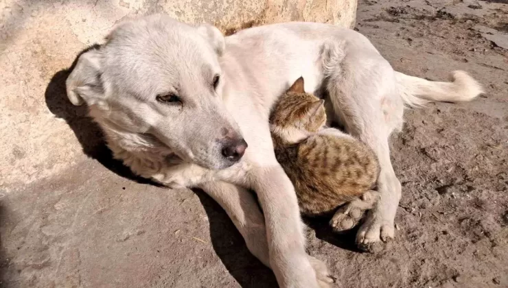 Kars’ta Kedi ve Köpekten Dostluk Görüntüleri