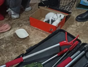 Kedi Yavruları İtfaiye Ekiplerince Kurtarıldı