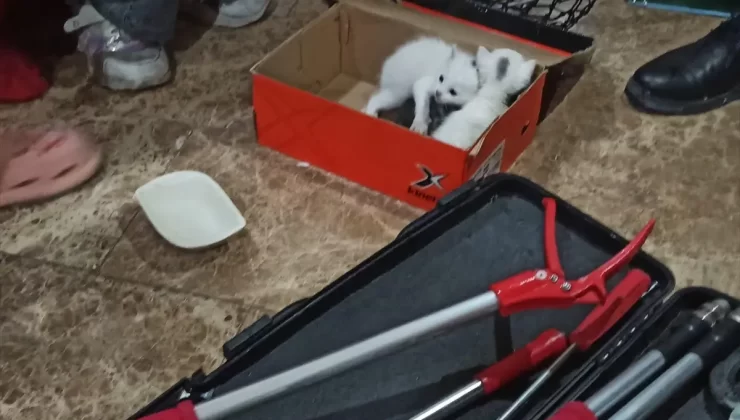 Kedi Yavruları İtfaiye Ekiplerince Kurtarıldı