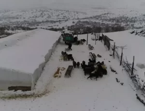 Kırsalda Hayvancılıkla Terapi Gibi Yaşamak: Hüseyin Seçkin Ceylan’ın Hikayesi