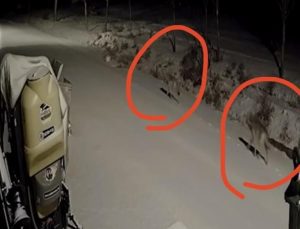 Kırşehir’de aç kalan kurtlar köye indi