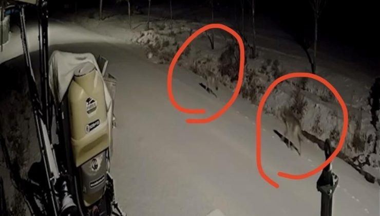 Kırşehir’de aç kalan kurtlar köye indi