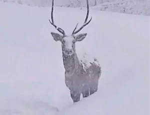 Kızılgeyikler Kar Yağışında Kuzuyayla Tabiat Parkı’nda Görüntülendi