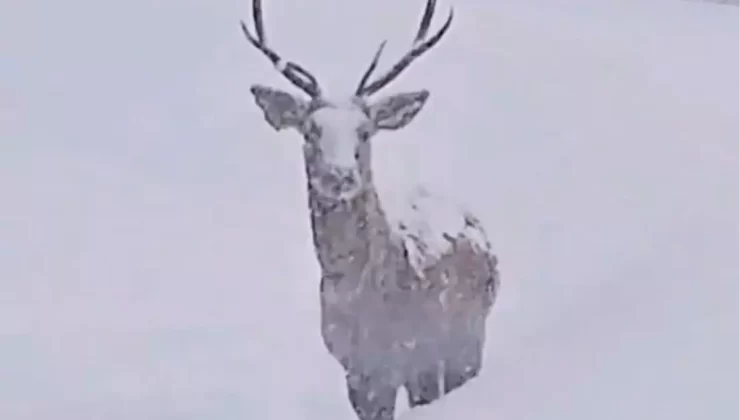 Kızılgeyikler Kar Yağışında Kuzuyayla Tabiat Parkı’nda Görüntülendi