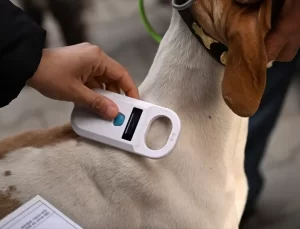 Köpek Irkları Kayıt Altına Alındı