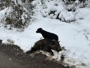 Köylüler Yaban Domuzlarından Korunmak İçin Nöbet Tutuyor