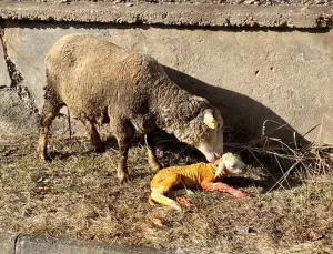 Koyun Doğumunda Veteriner Kurtarışı