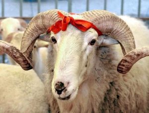 Kurban Bayramı’na kaç gün kaldı? 2025 Kurban Bayramı ne vakit?