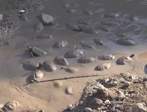 Kurtarılan 530 Kaplumbağa Doğal Hayatına Kavuştu