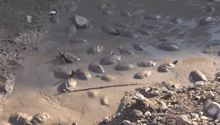 Kurtarılan 530 Kaplumbağa Doğal Hayatına Kavuştu